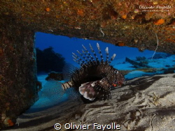 Lion fish under a piece of the Djabeda wreck in Mauritius. by Olivier Fayolle 
